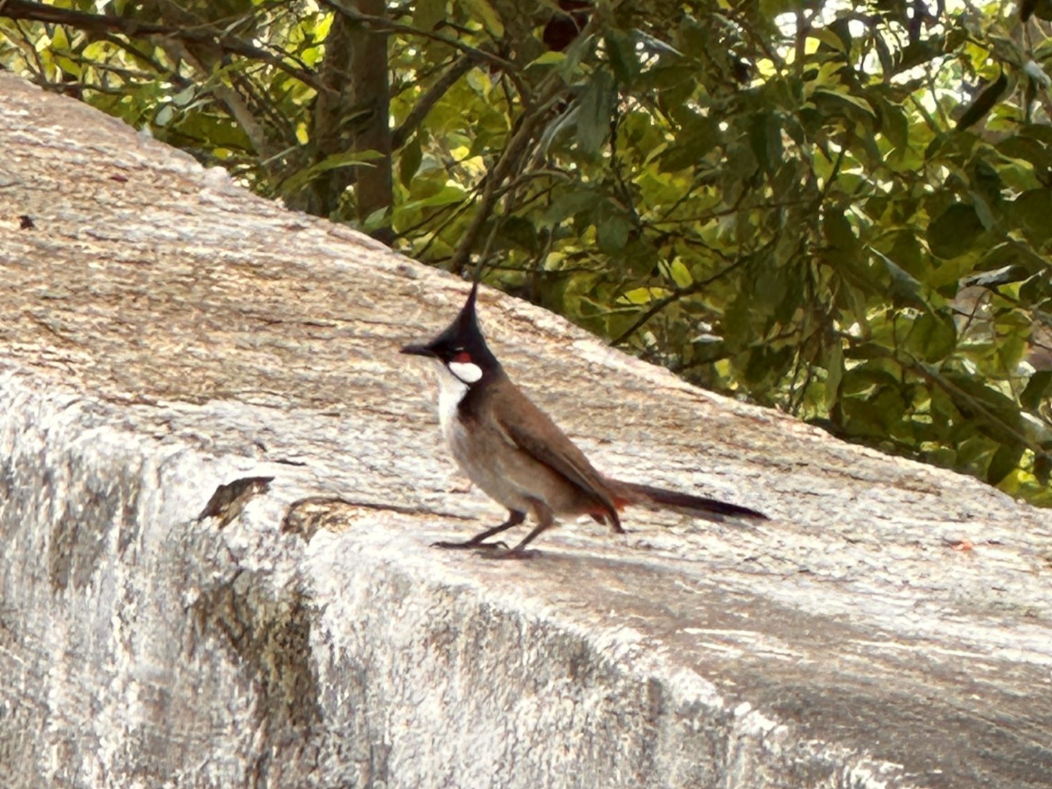 Red-whiskered Bulbul