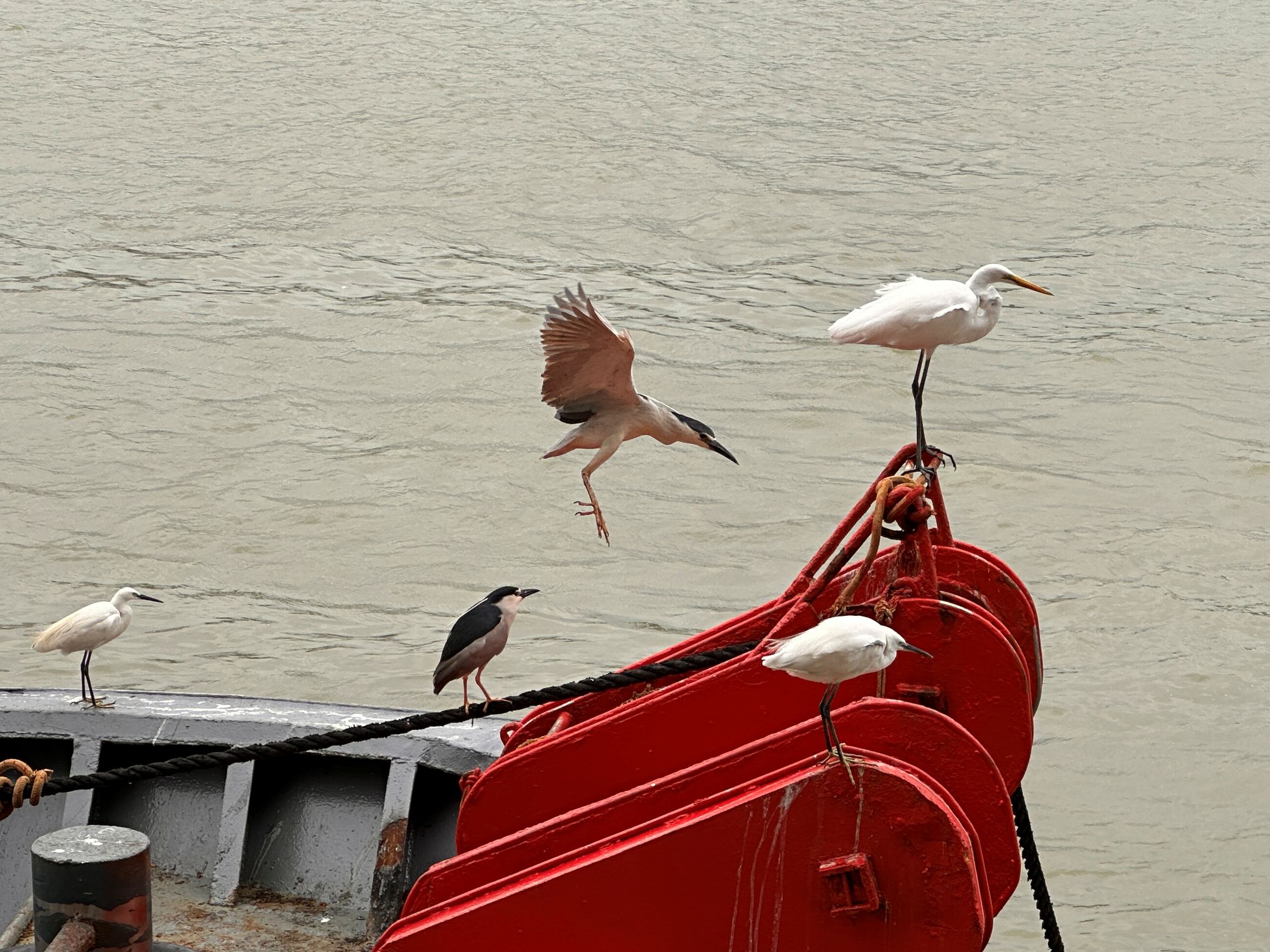 Black-crowned Night Heron and 2 types of Egrets