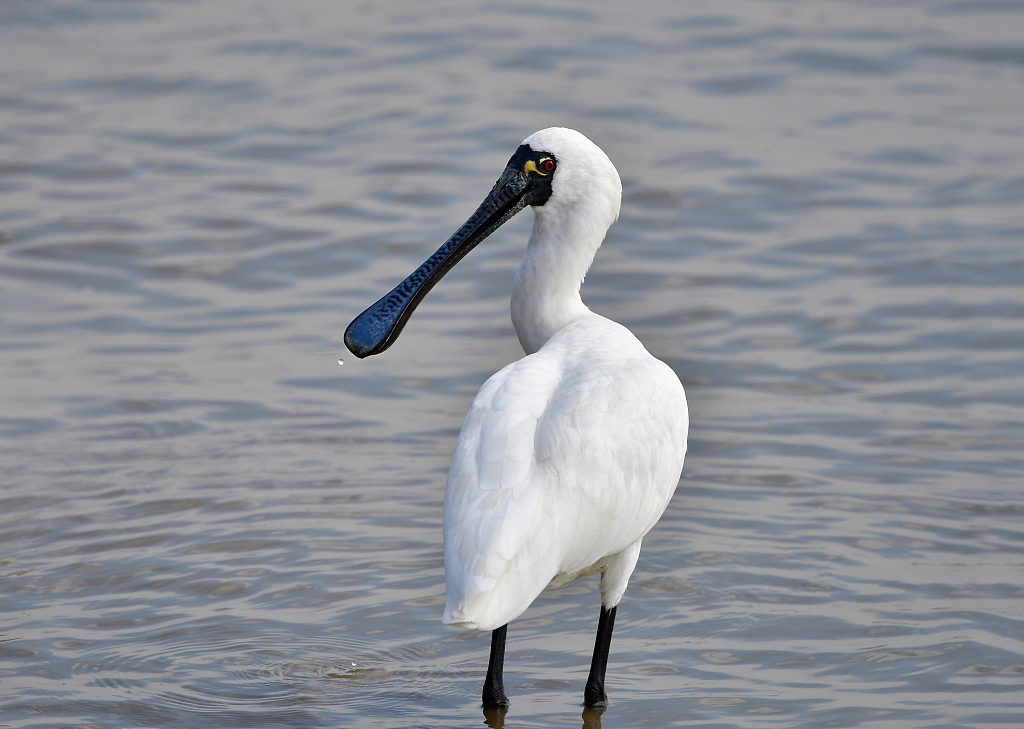 black-faced spoonbill